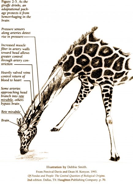 Giraffesneck
