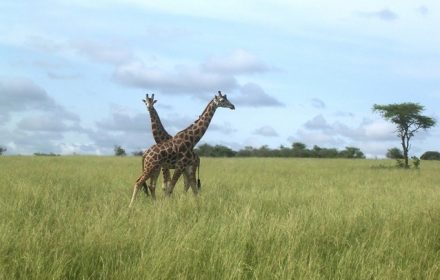 Evolutionary journey of giraffes in Kenya