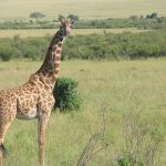 Thriving lifestyle of giraffes in the wild
