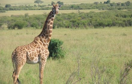 Thriving lifestyle of giraffes in the wild