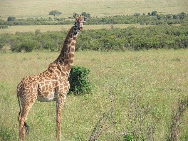 Thriving lifestyle of giraffes in the wild