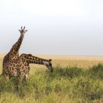 Considered as the icons of Kenyan plains, Maasai giraffe is the largest subspecies of the giraffe family