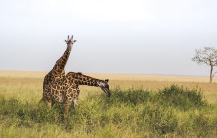 Considered as the icons of Kenyan plains, Maasai giraffe is the largest subspecies of the giraffe family