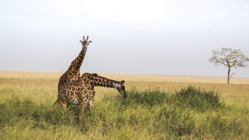 Considered as the icons of Kenyan plains, Maasai giraffe is the largest subspecies of the giraffe family