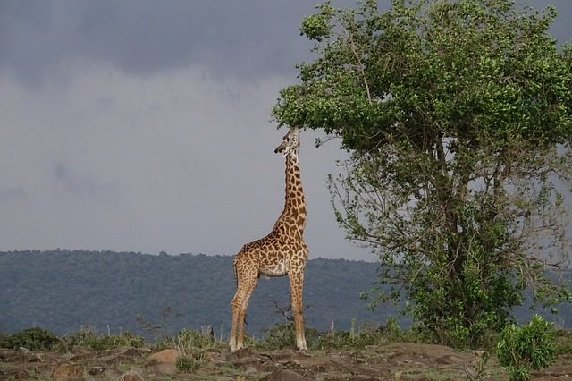 Habits of giraffes