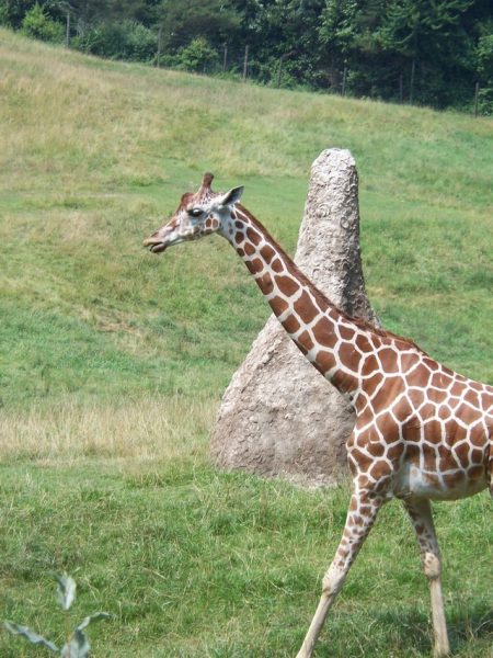 Reticulated giraffe