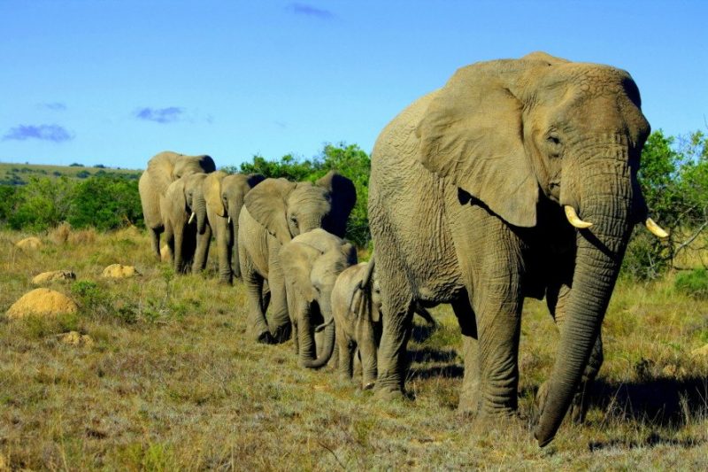 Memory serves better for matriarch elephants