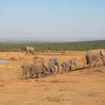 Family of elephants