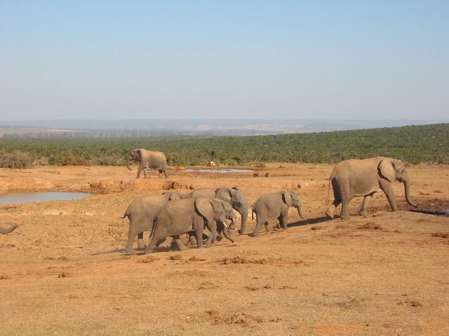 Family of elephants
