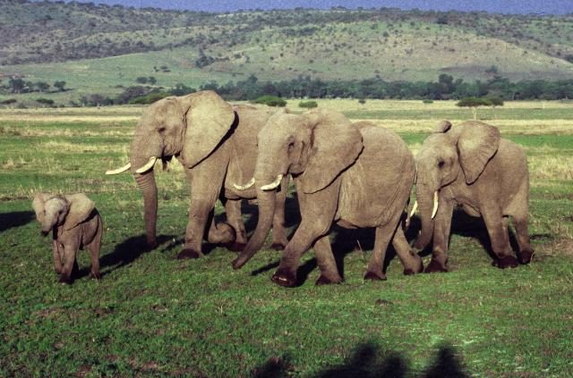 Elephants are such awe-inspiring creatures that when they convey their feelings, their peers easily notice them