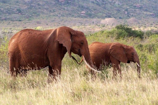 Two elephants