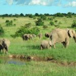 Wild elephants