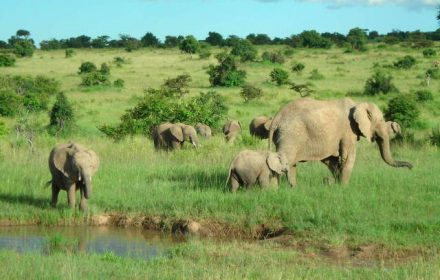 Wild elephants