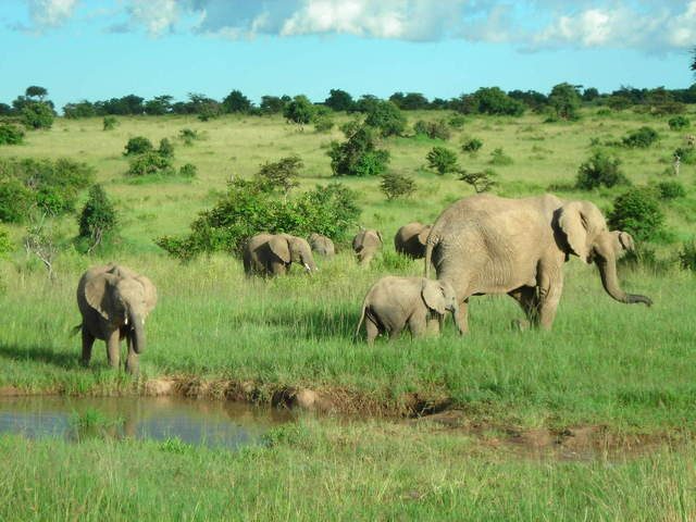 Wild elephants