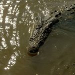 Rough dining behavior of Nile crocodile