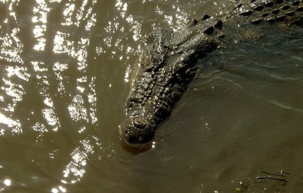 Rough dining behavior of Nile crocodile