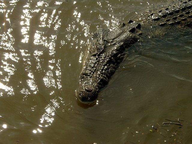 Rough dining behavior of Nile crocodile