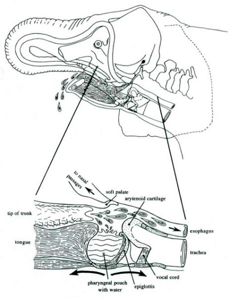 Elephant pharyngeal pouch