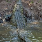Nile crocodile breeding in the farm