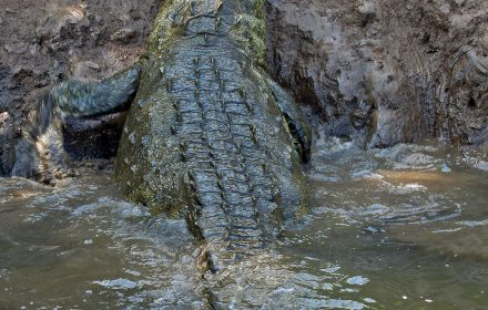 Nile crocodile breeding in the farm