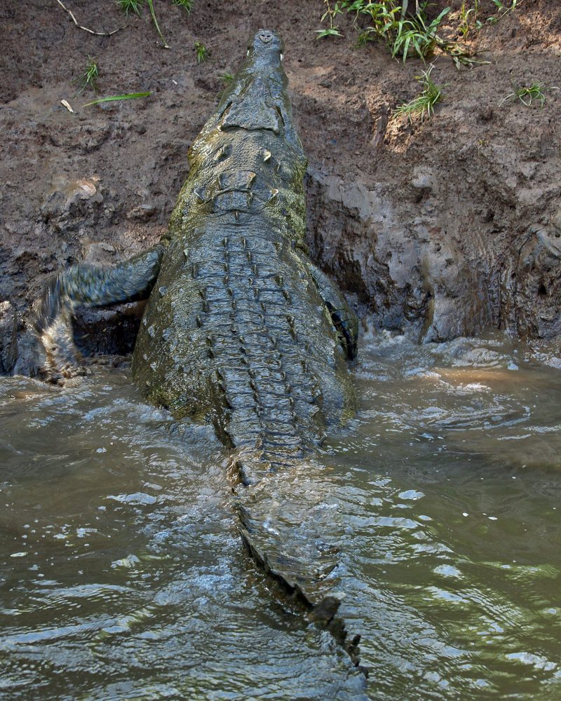 Nile crocodile breeding in the farm