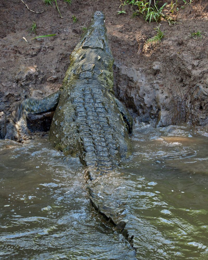 Crocodile farming in Papua New Guinea