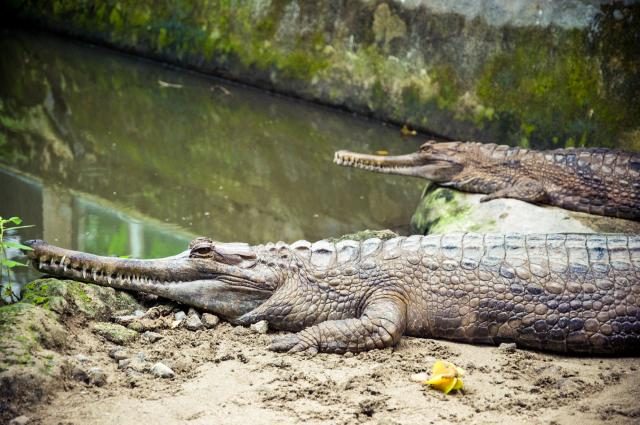 Crocodiles and gharials are getting bizarre orange 'tans' in Nepal