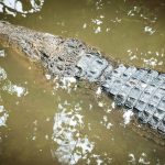 Get to know the wild crocodile