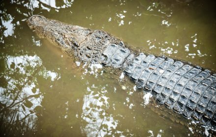 Get to know the wild crocodile