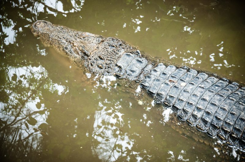 Leather making process using crocodile skin is a skill.