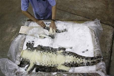 Leather making process using crocodile skin is a skill.