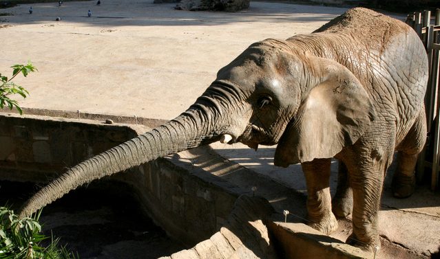 The elephant's trunk and its uses have baffled scientists and public alike