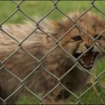 Cheetahs in Kenya poached for pets