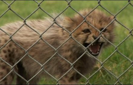 Cheetahs in Kenya poached for pets