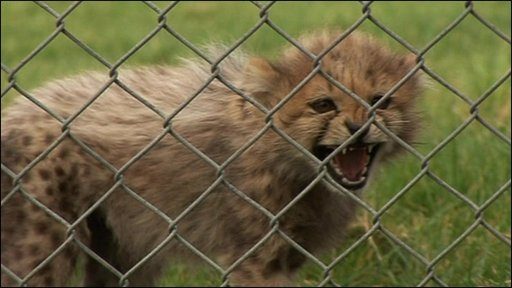 Cheetahs in Kenya poached for pets