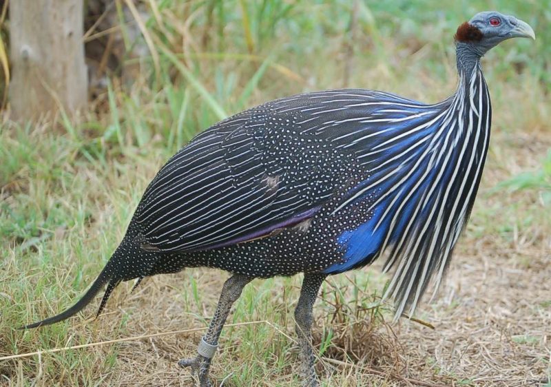 The Vulturine Guinea Fowl of Kenya spend the day scraping the ground