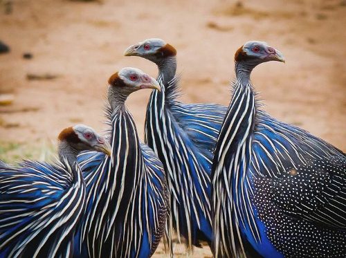 Vulturine guinea fowls in the wild