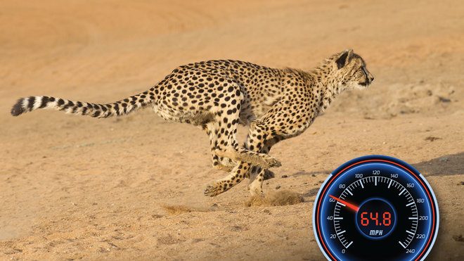 Cheetahs run for miles in their habitat, leading the pet owners to resort to ridiculous measures, such as putting them on a treadmill