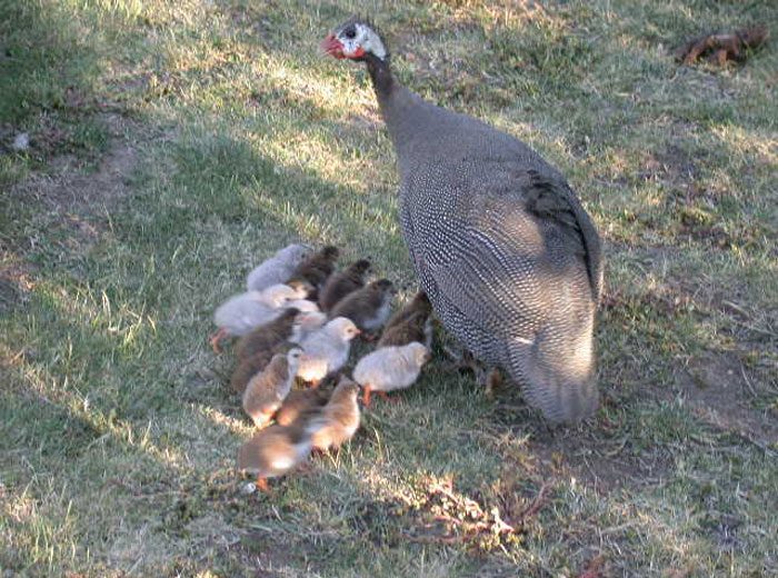 About guinea fowl