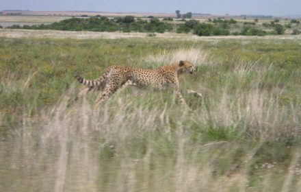 The speed hunting of wild cheetahs