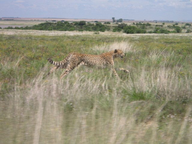 The speed hunting of wild cheetahs