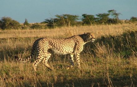 Population decline of cheetahs in Kenya