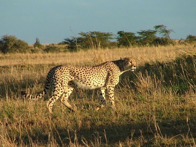 Population decline of cheetahs in Kenya