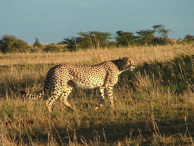 Wild notes about cheetahs in Kenya