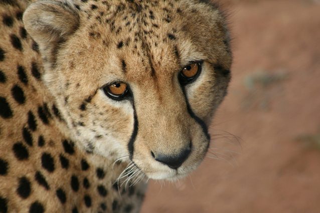 Cheetah