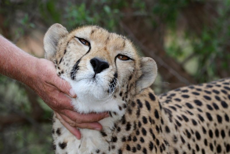 Cheetahs in ancient and modern days