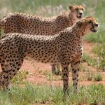Characteristics of male and female cheetahs
