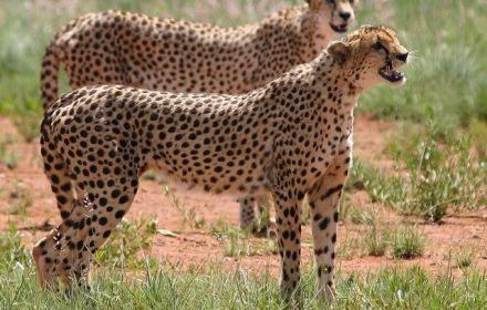 Characteristics of male and female cheetahs