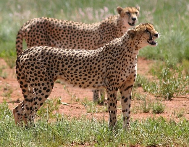 Characteristics of male and female cheetahs