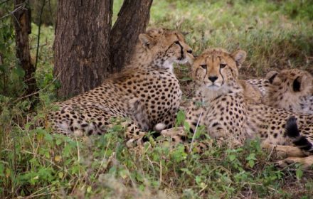 The cheetah conservation projects in Kenya